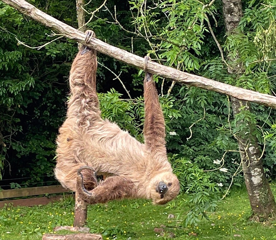 South Lakes Safari Zoo - Sloth