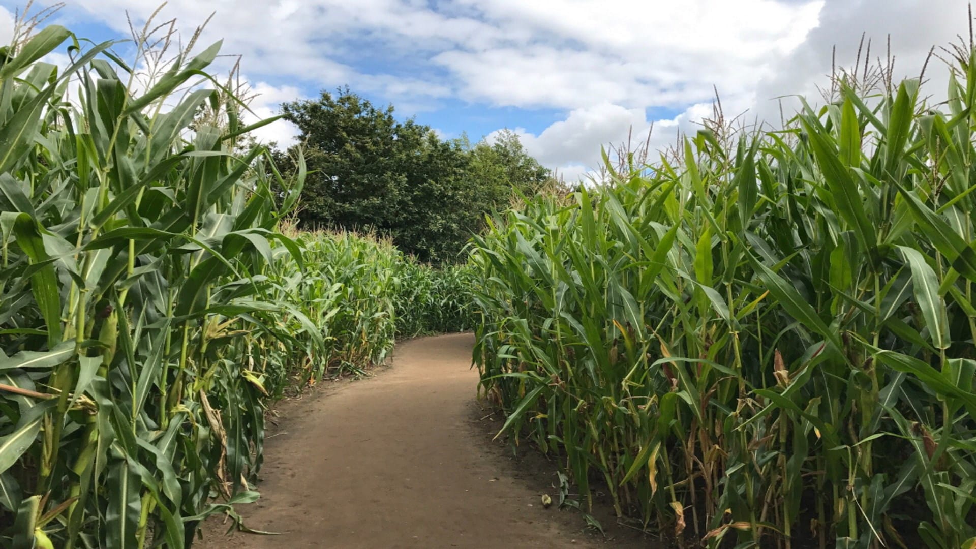 York Maze - Giant Maize Maze