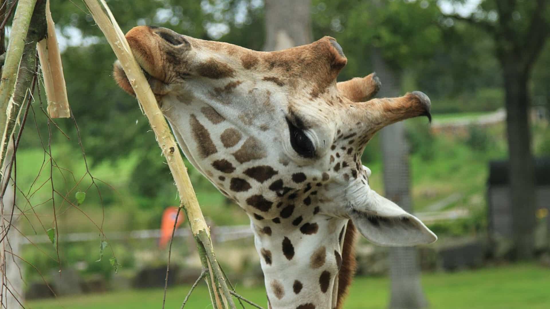 Knowsley Safari - Giraffe