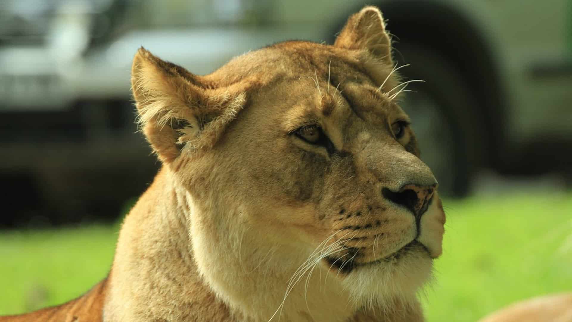 Knowsley Safari - Lioness
