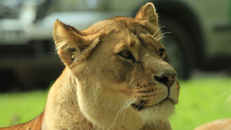 Knowsley Safari Lioness 768x432