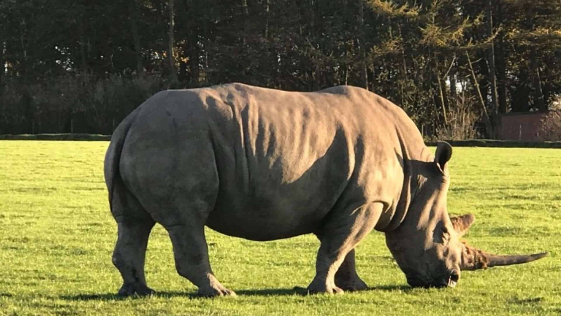 Knowsley Safari Park - Rhino