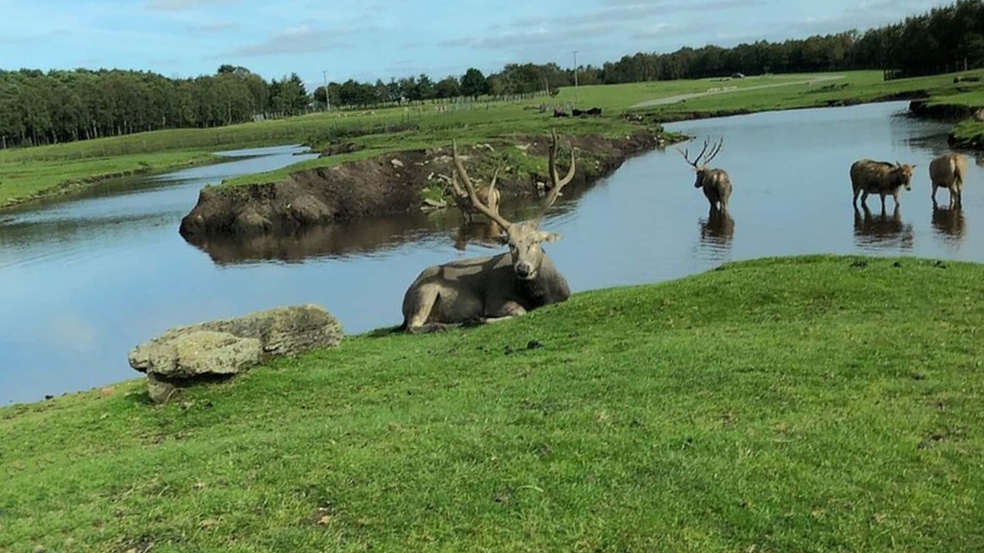 Knowsley Safari - Wetlands