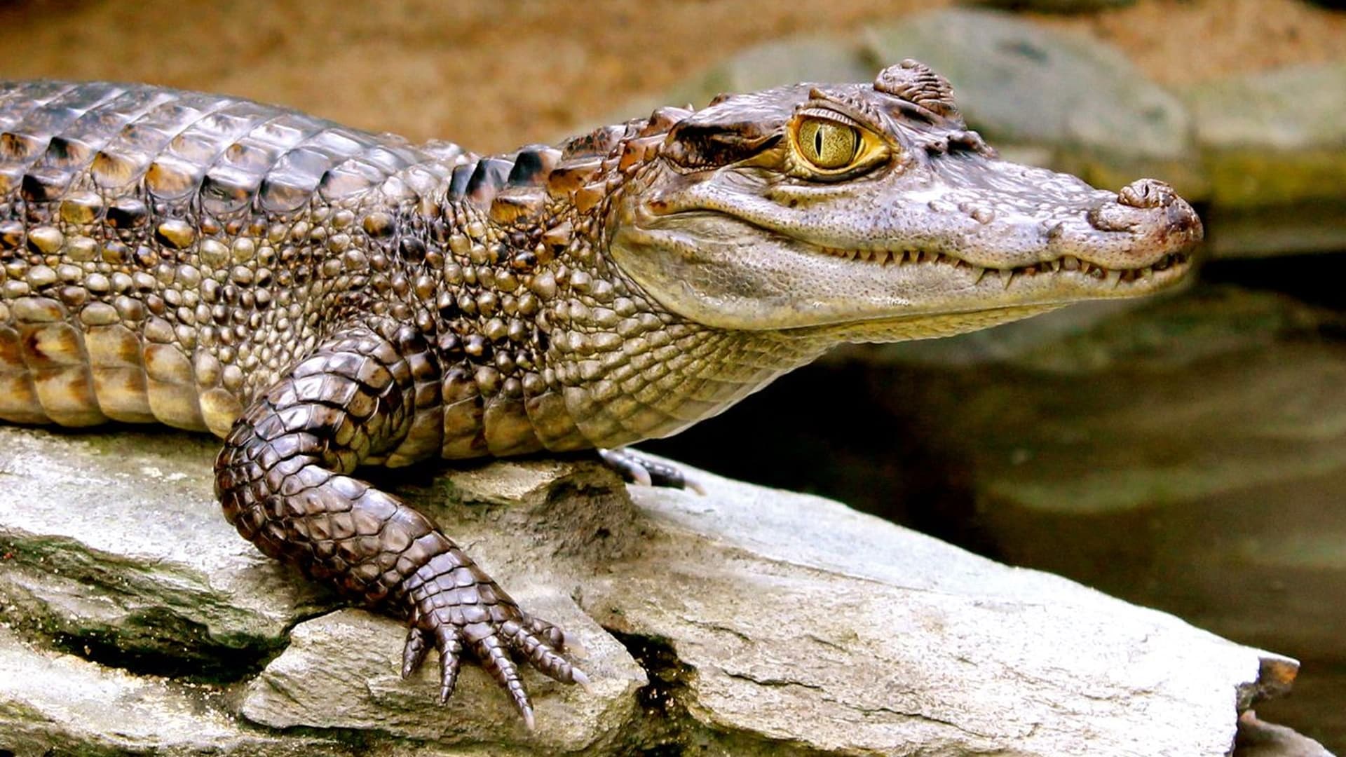 Lincolnshire Wildlife Park - Caiman