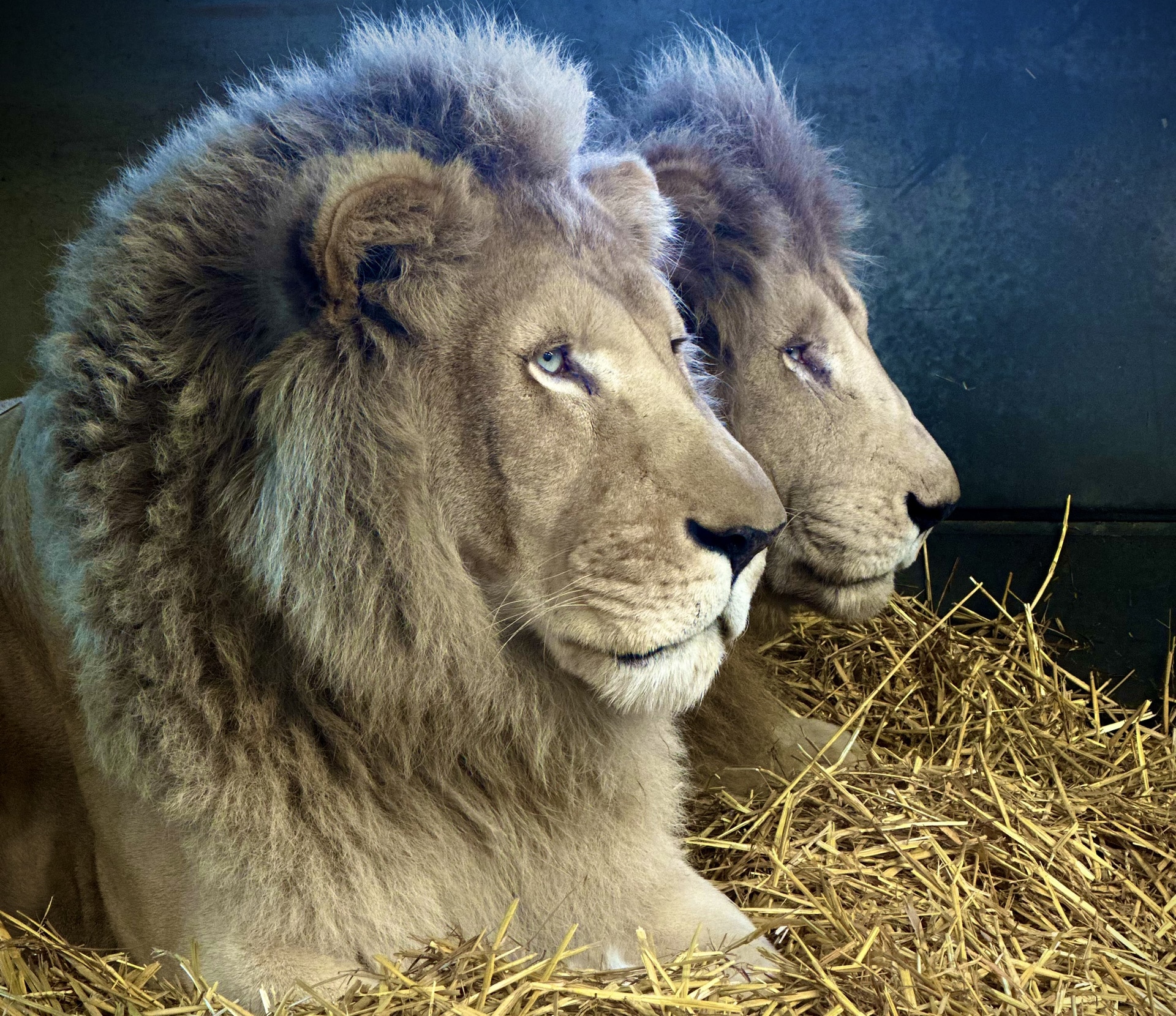 Lincolnshire Wildlife Park - White Lions