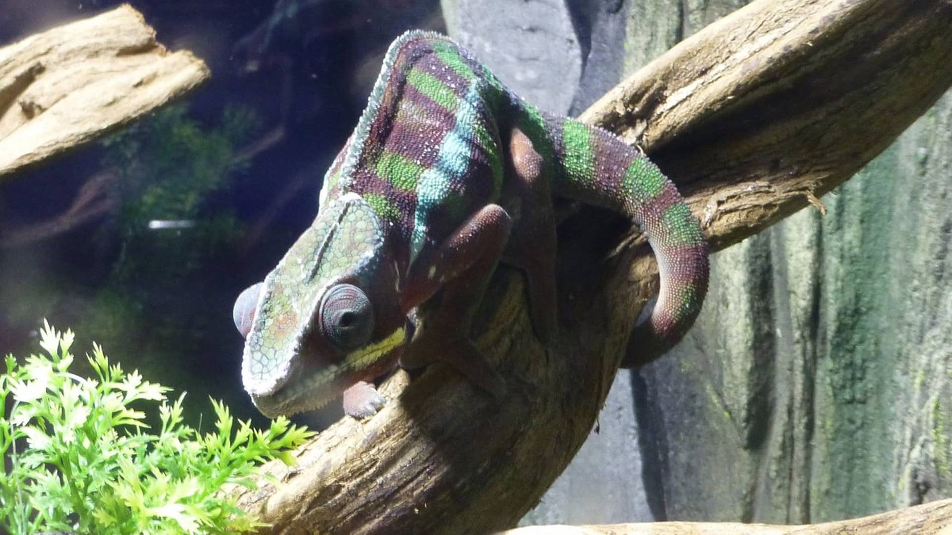 Skegness Aquarium - Chamelion