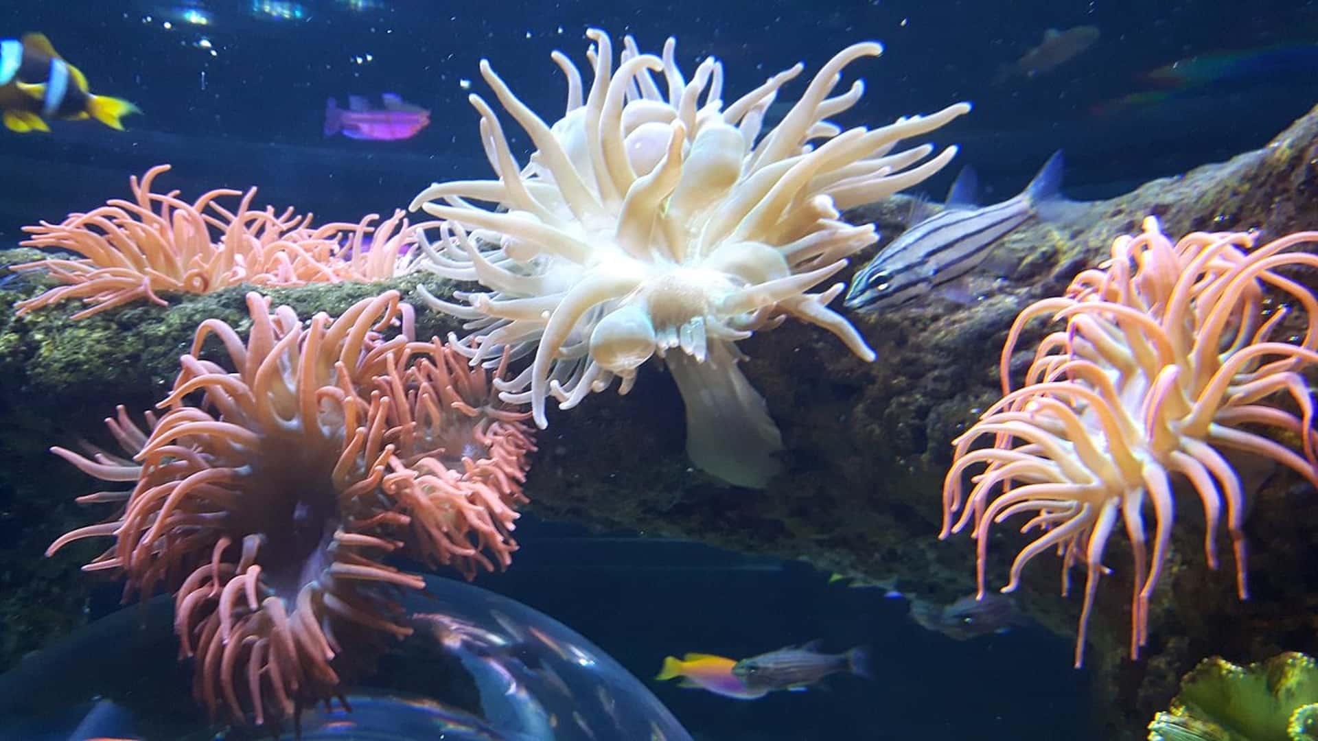 Skegness Aquarium - Coral Reef