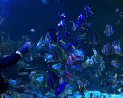 Skegness Aquarium Half-Price Family Pass Skegness Aquarium - Fish