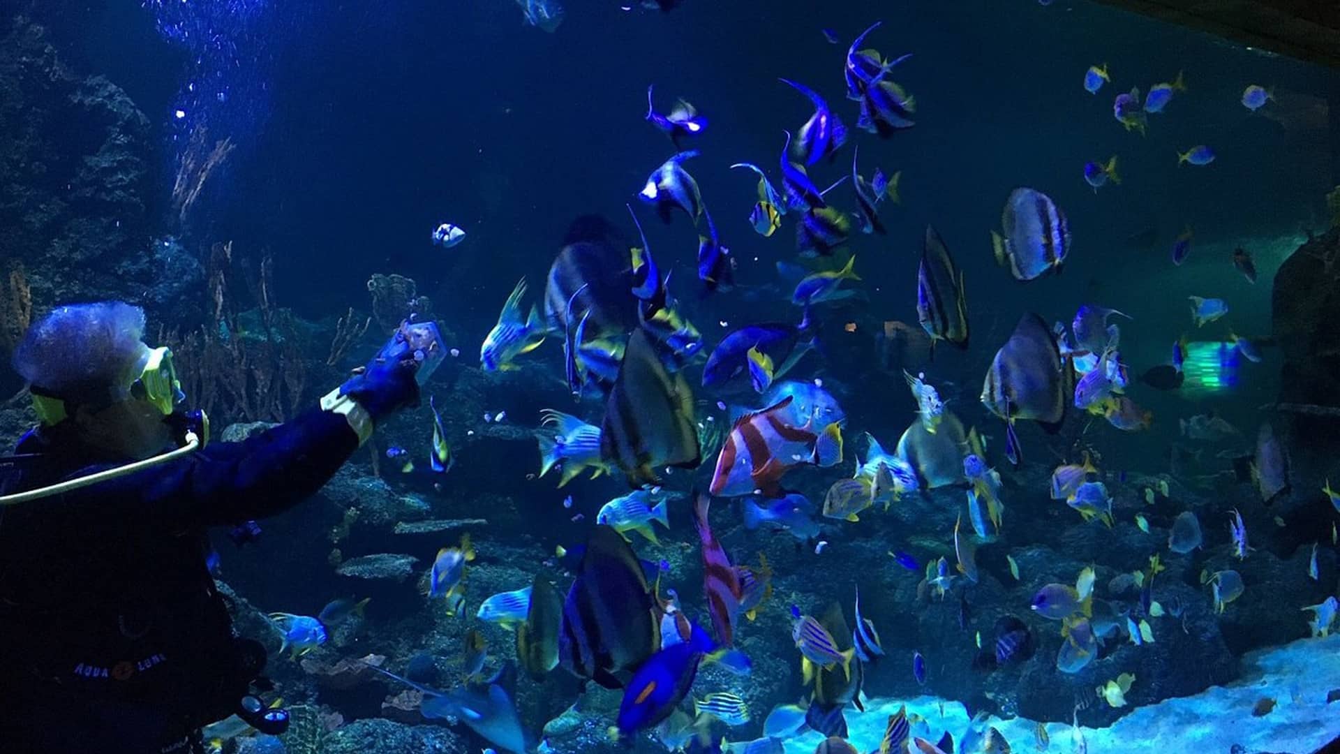 Nearest aquarium best sale store to me