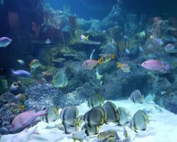 Skegness Aquarium Skegness Aquarium - Fish