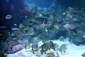 Skegness Aquarium - Fish