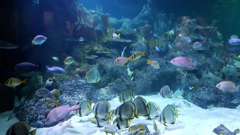 Skegness Aquarium Fish3 768x432
