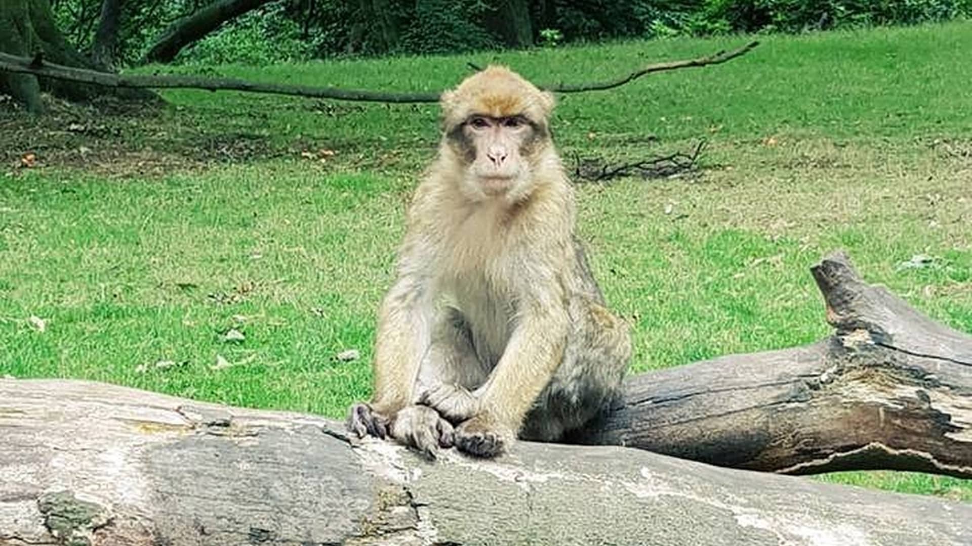 Trentham Monkey Forest - Monkey Sitting on a Tree