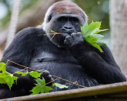 London Zoo Universal Credit Tickets (From £5) ZSL London Zoo - Western Lowland Gorilla