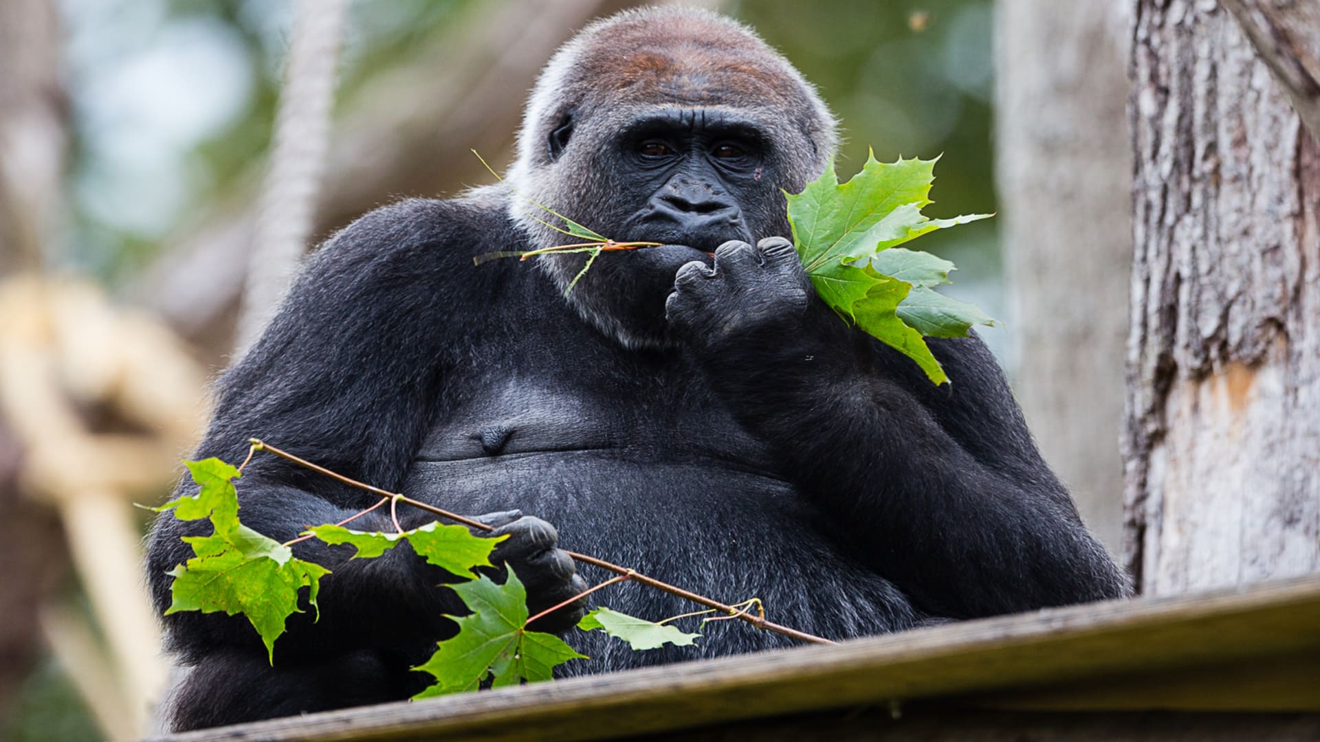 ZSL London Zoo - Western Lowland Gorilla