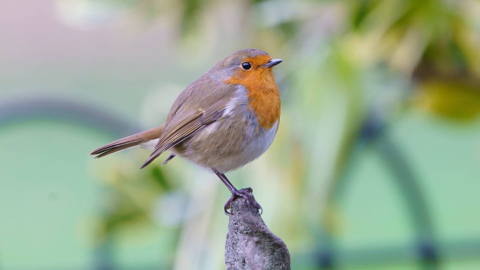 Big Garden Birdwatch