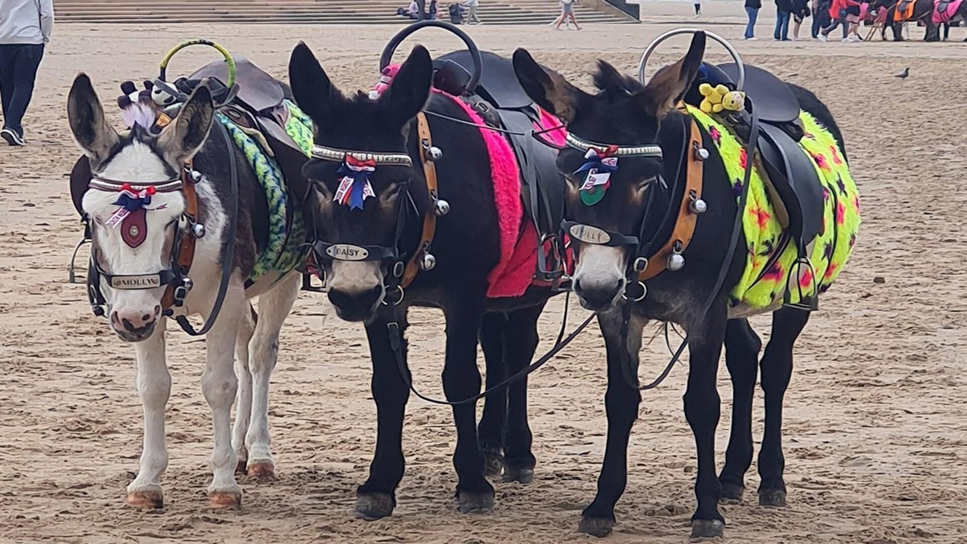 Donkey Rides on Blackpool Beach