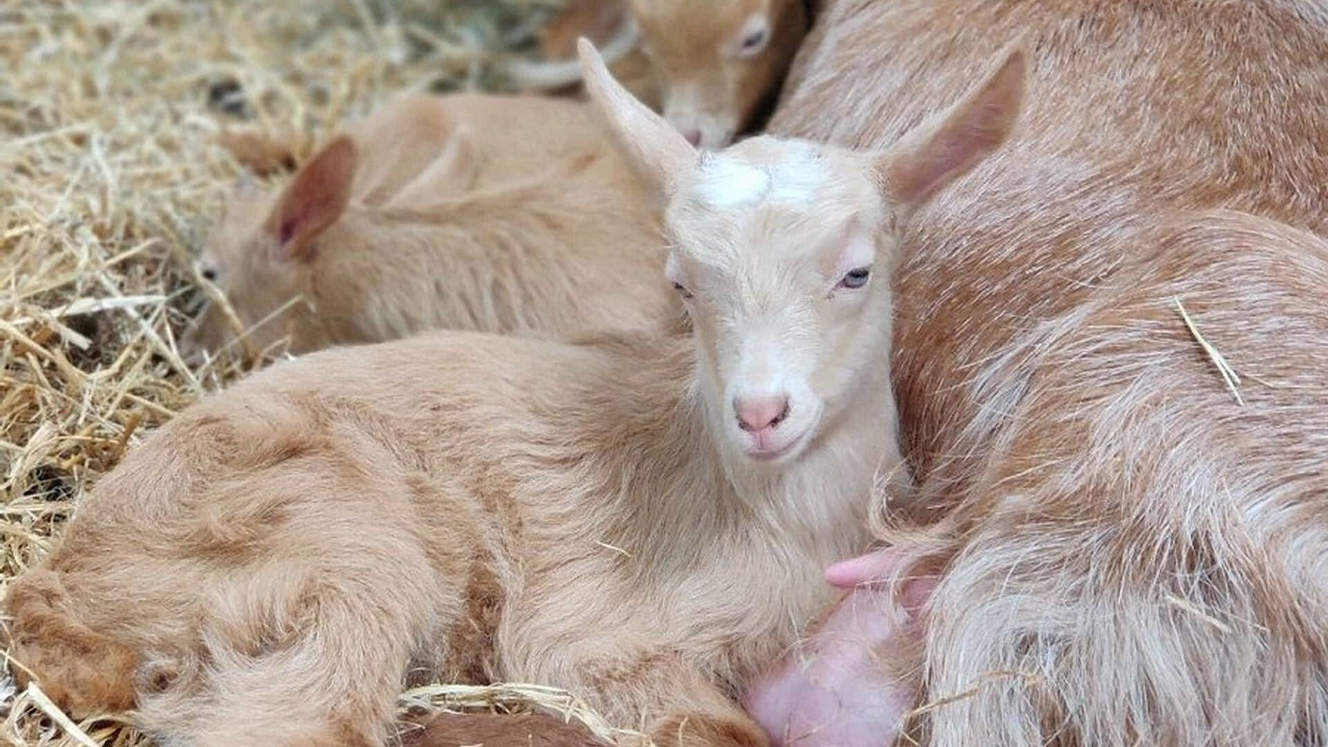 Rand Farm Park - Goats