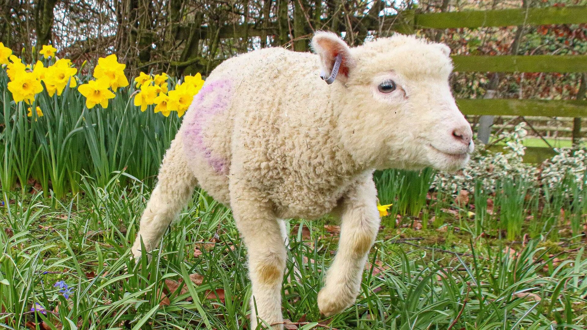 Spring Lambs