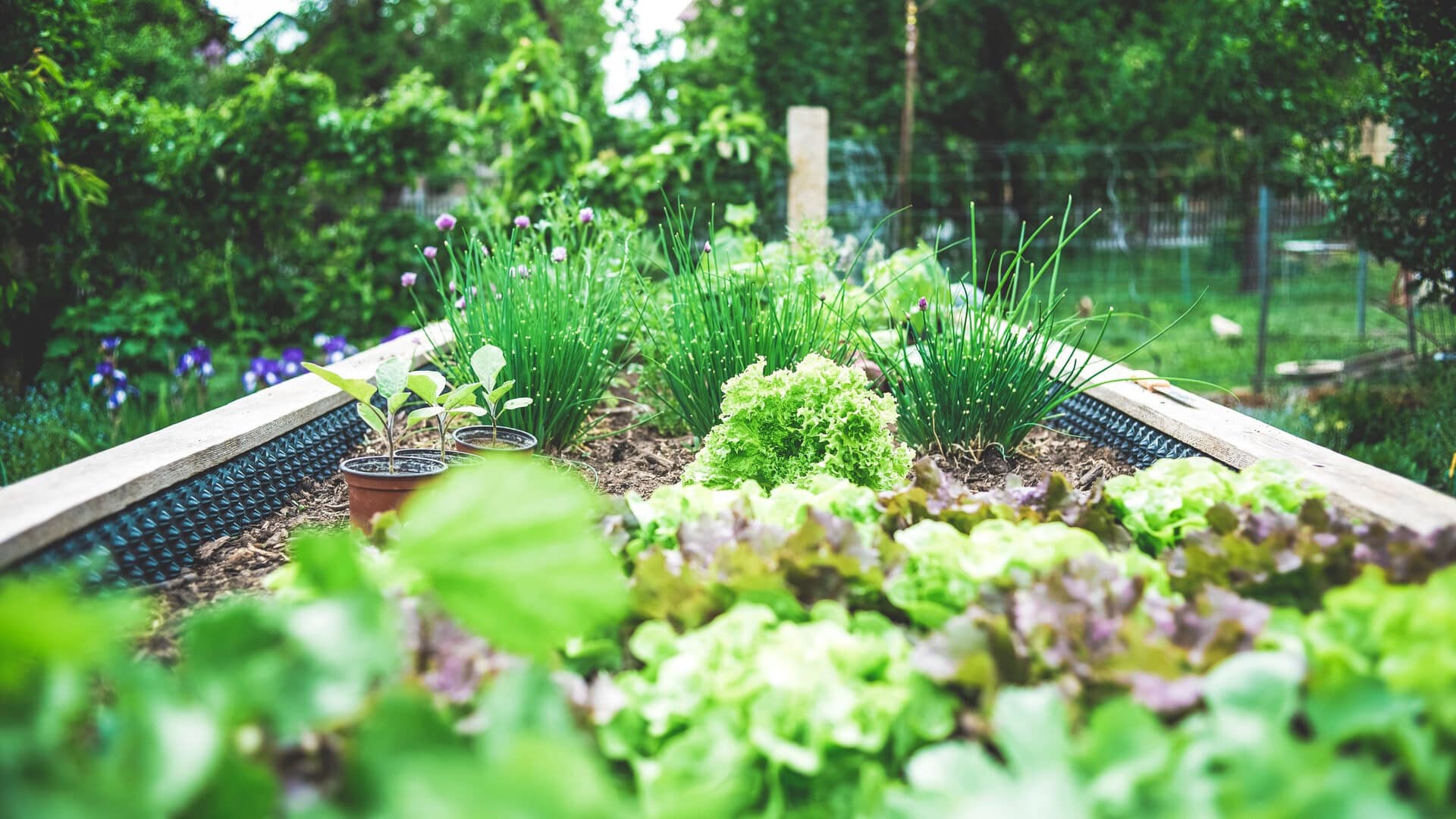 Vegetable Garden