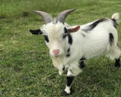 Beetle Bank Farm Half-price Family Ticket Beetle Bank Open Farm - Goat