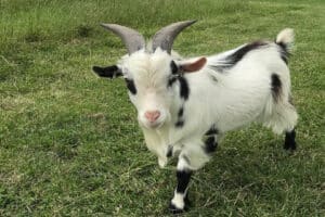 Beetle Bank Open Farm - Goat