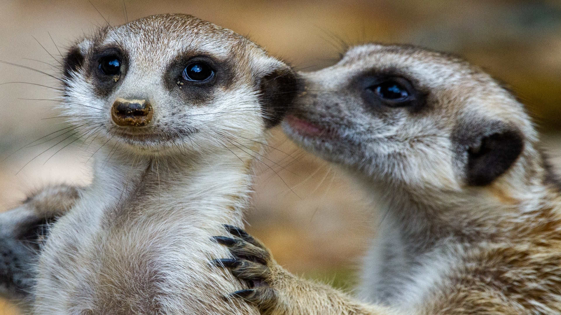 Bridlington Animal Park - Meerkats Whispering