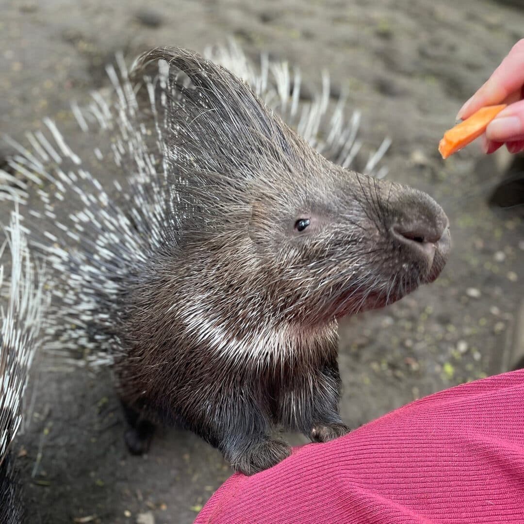 Bridlington Animal Park - Porcupine