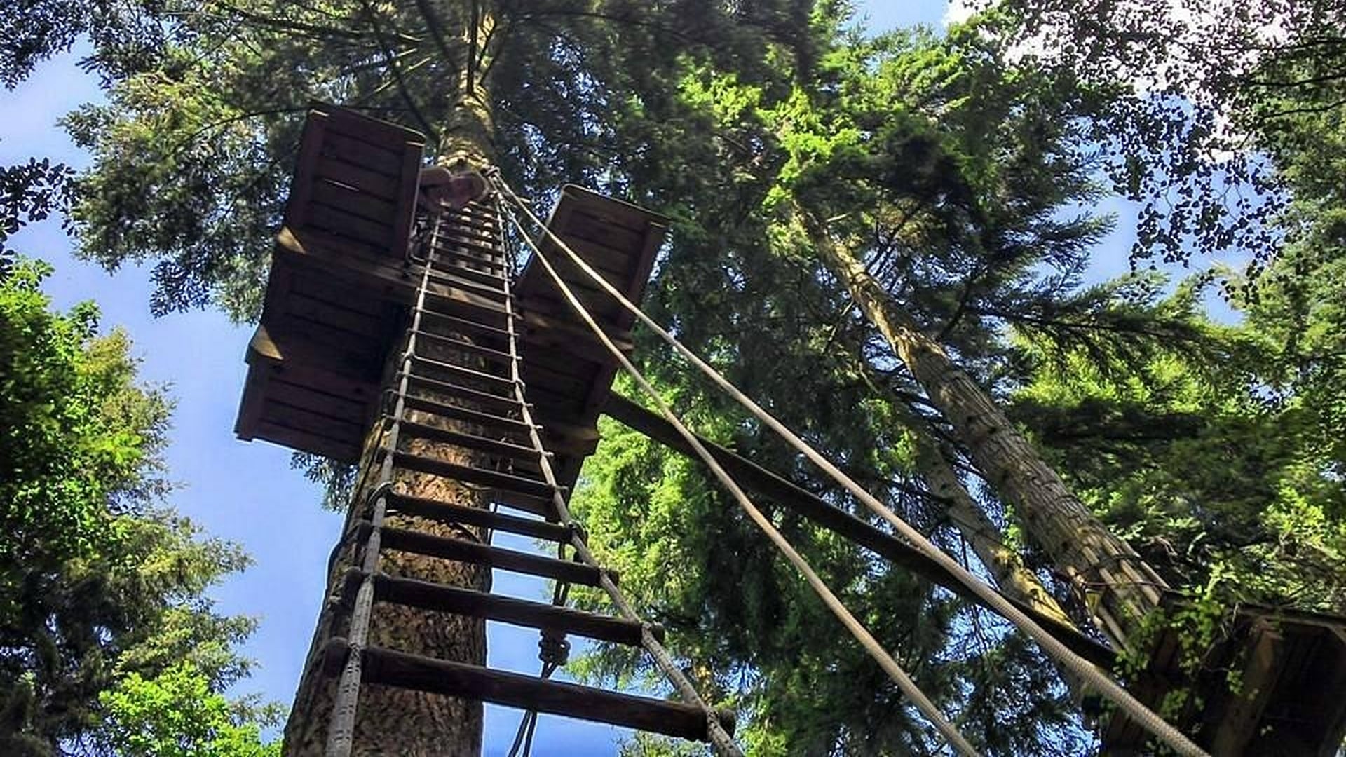 Go Ape Wyre Forest - Treetop Adventures