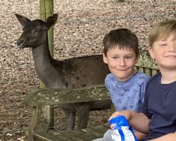 Half-Price Kids Tickets at New Forest Wildlife Park New Forest Wildlife Park - Deer