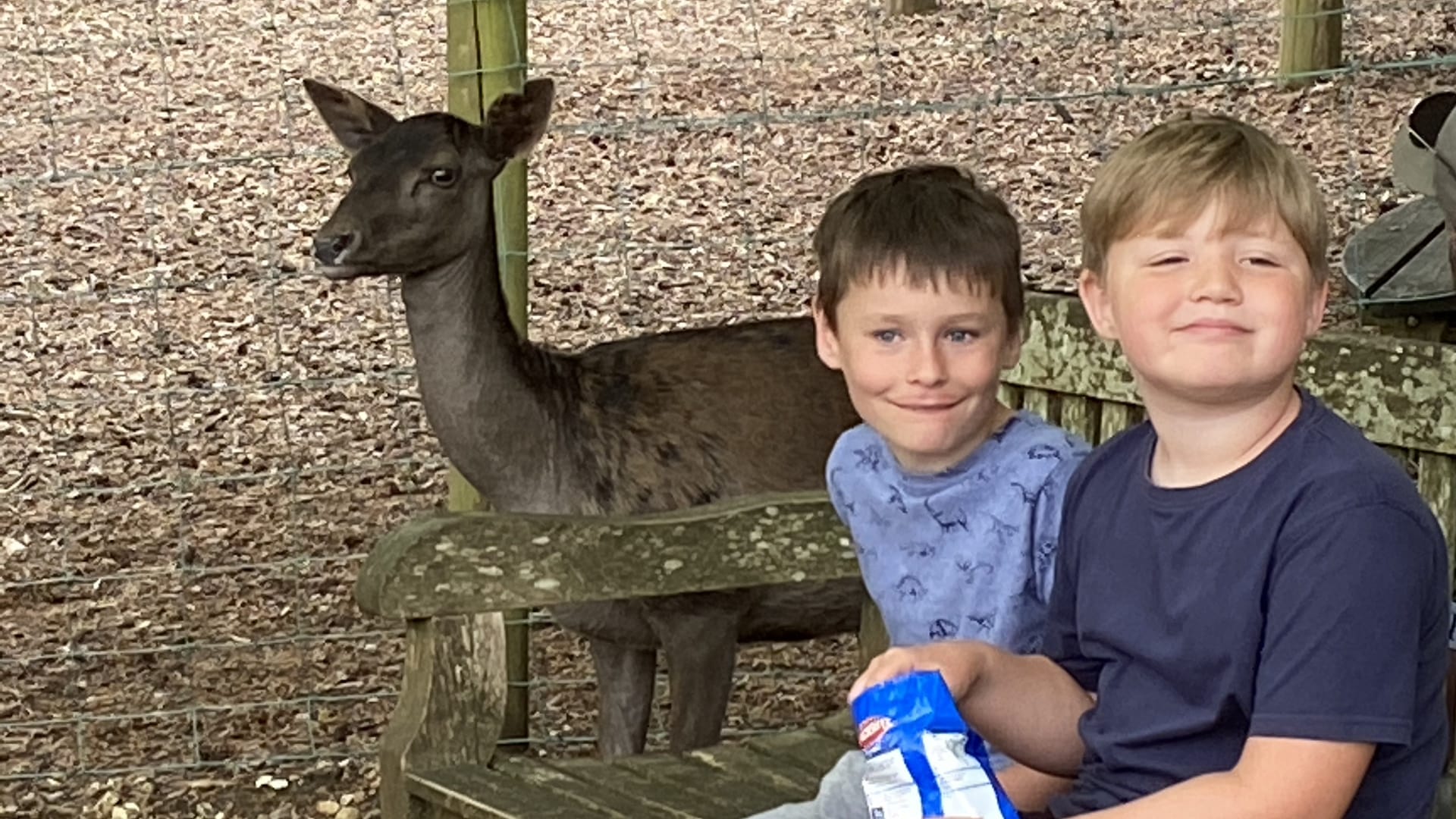 New Forest Wildlife Park - Deer