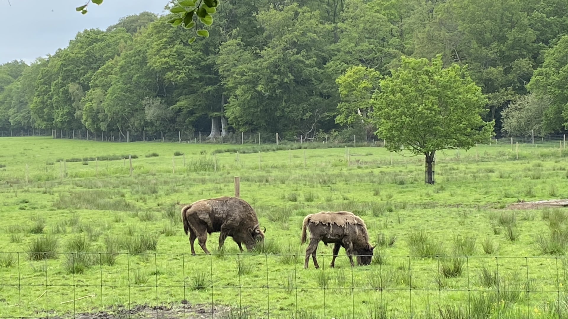 New Forest Wildlife Park - European Bison