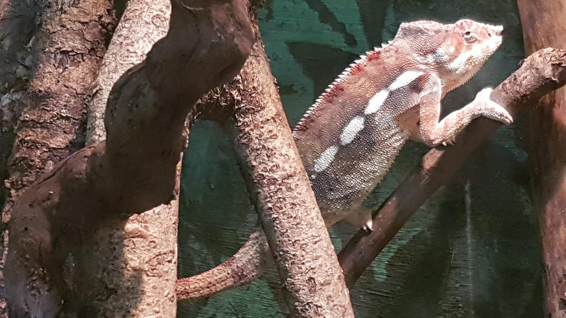 Northumberland College Zoo