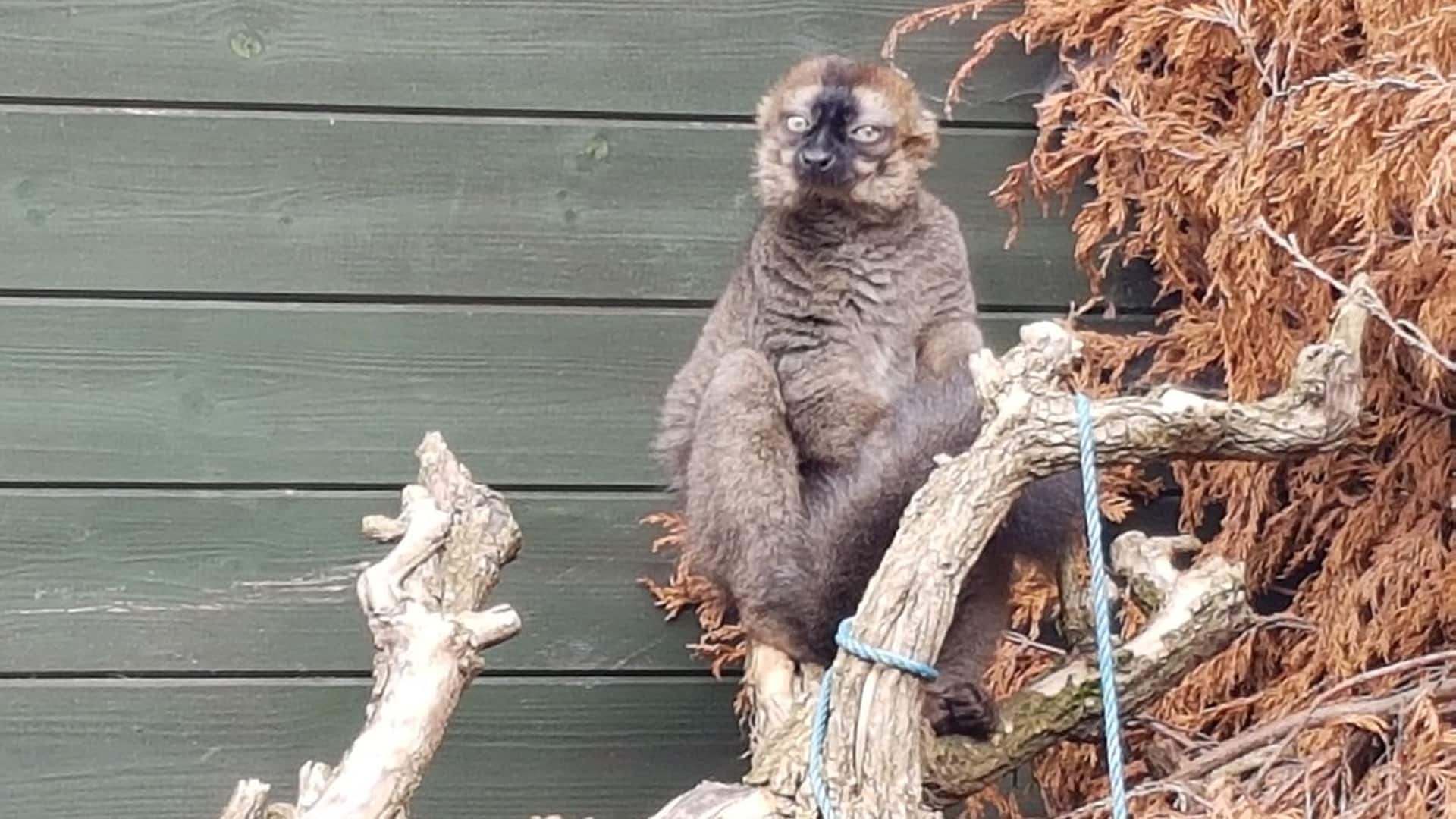 Northumberland College Zoo