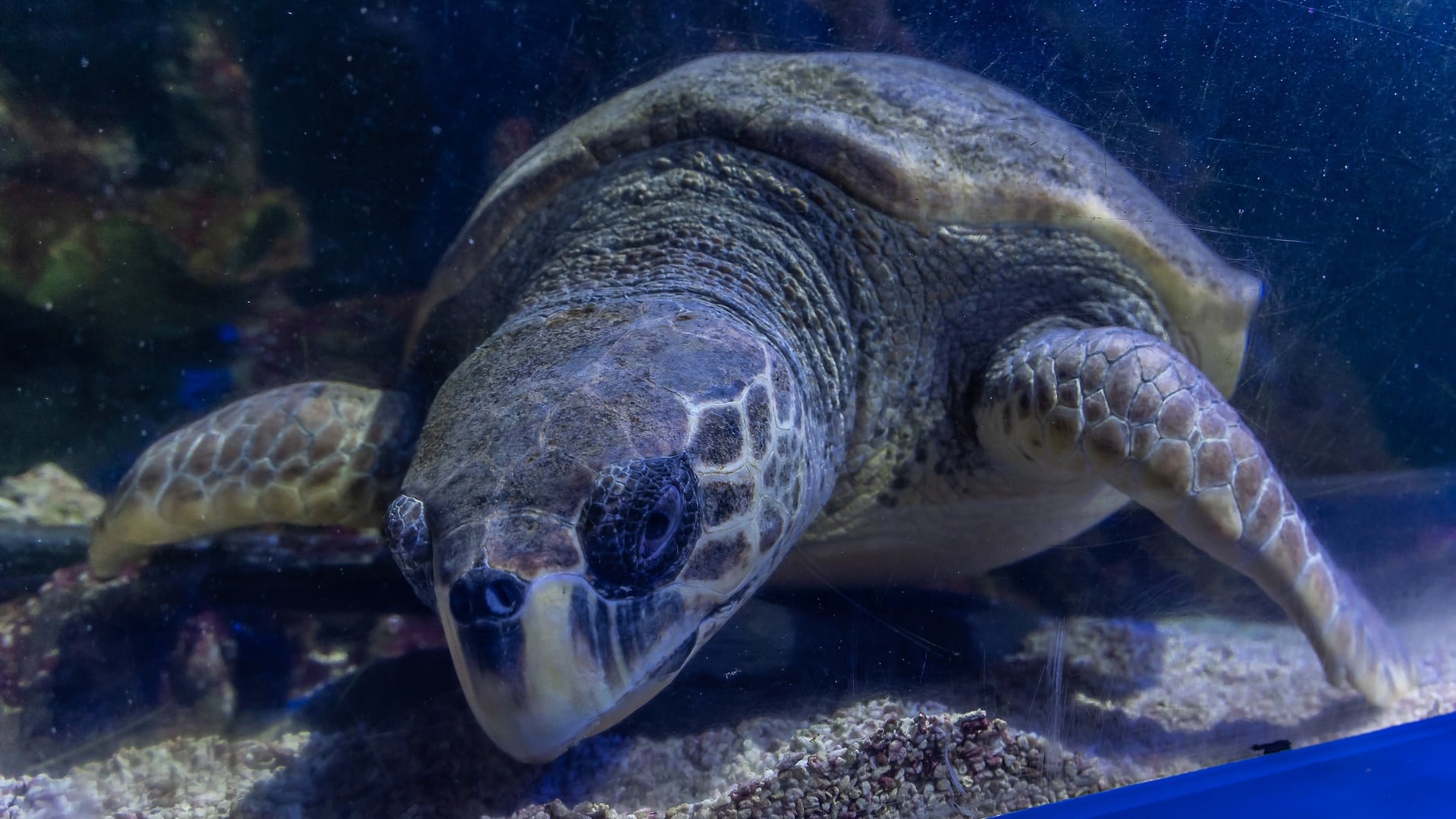 SEALIFE Scarborough - Sea Turtle