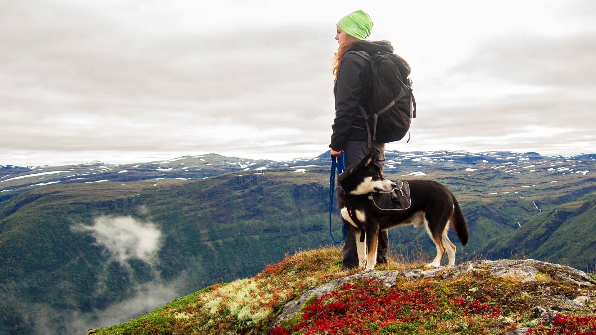 Tips for Hiking with your Dog - Stunning Views