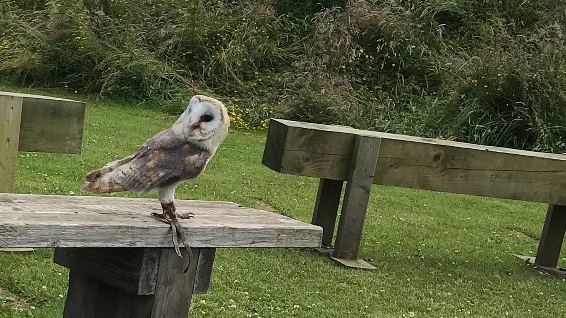 York Bird of Prey Centre Half-Price Family Ticket