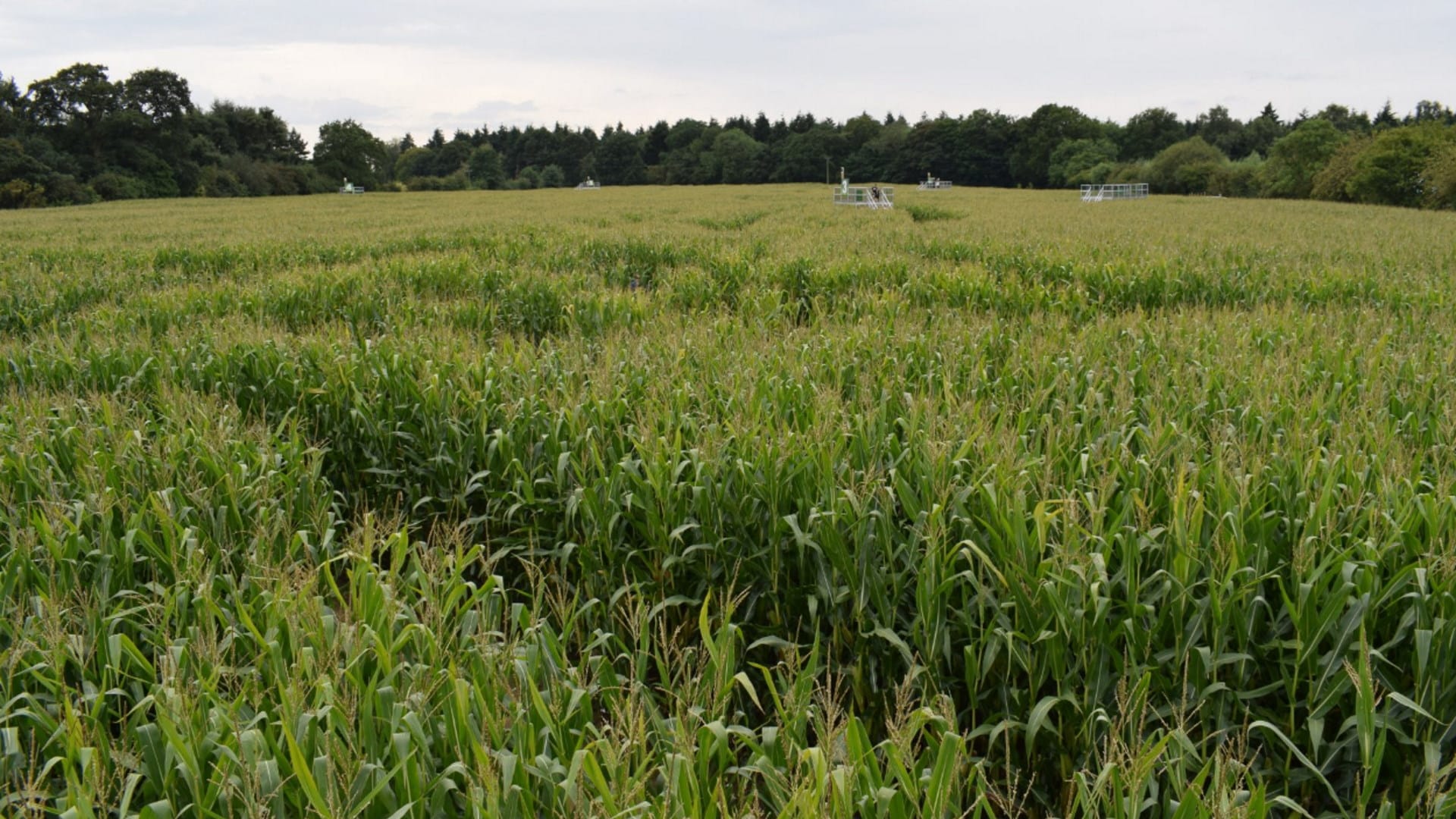 York Maze - The Giant Maize Maze