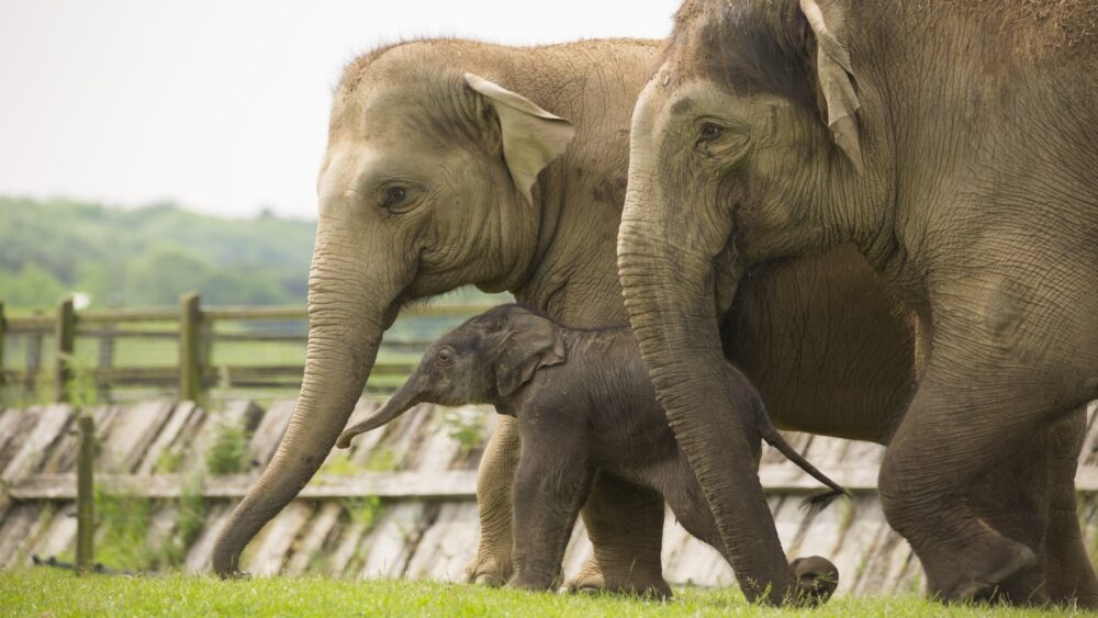 ZSL Whipsnade Zoo - Asian Elephant Calf