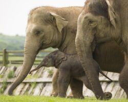 Whipsnade Zoo Universal Credit Tickets (From £5) ZSL Whipsnade Zoo - Asian Elephant Calf