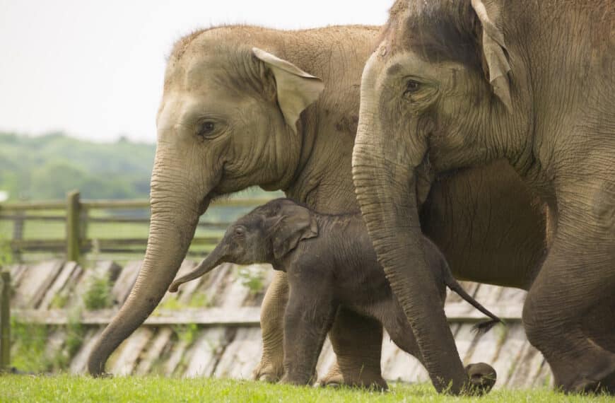 ZSL Whipsnade Zoo - Asian Elephant Calf