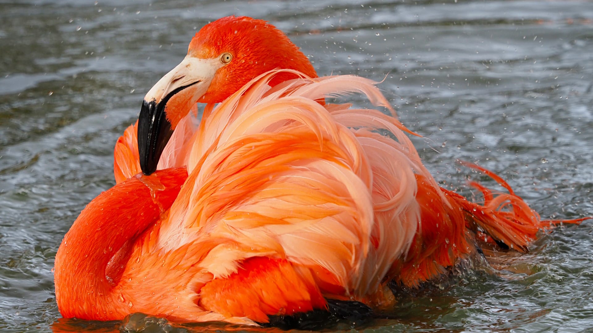 ZSL Whipsnade Zoo - Flamingo