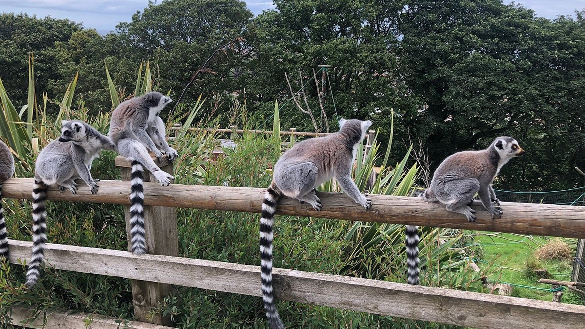 Welsh Mountain Zoo - Lemurs