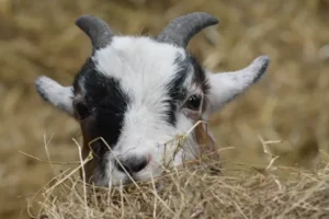 Cannon Hall Farm Cannon Hall Farm - Goat