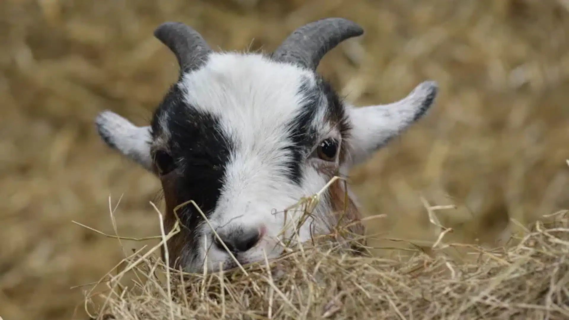 Cannon Hall Farm - Goat
