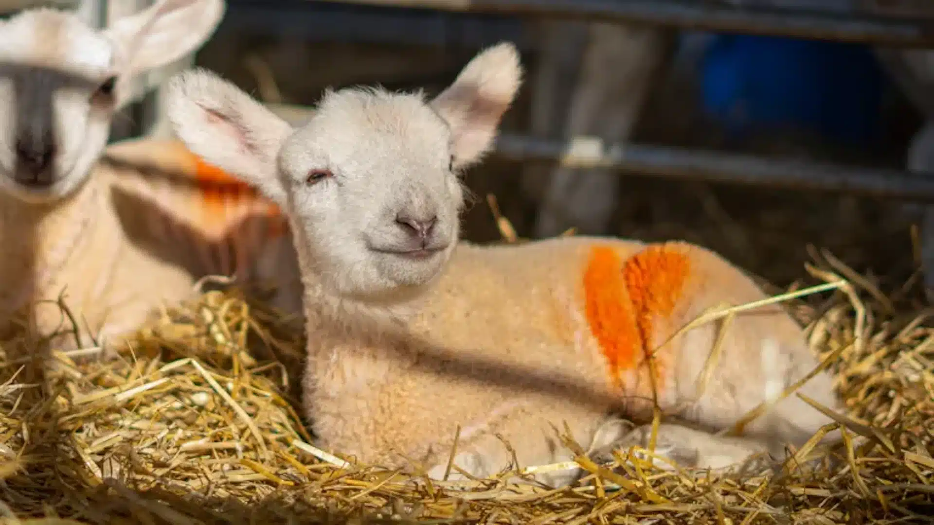 Cannon Hall Farm - Lambs