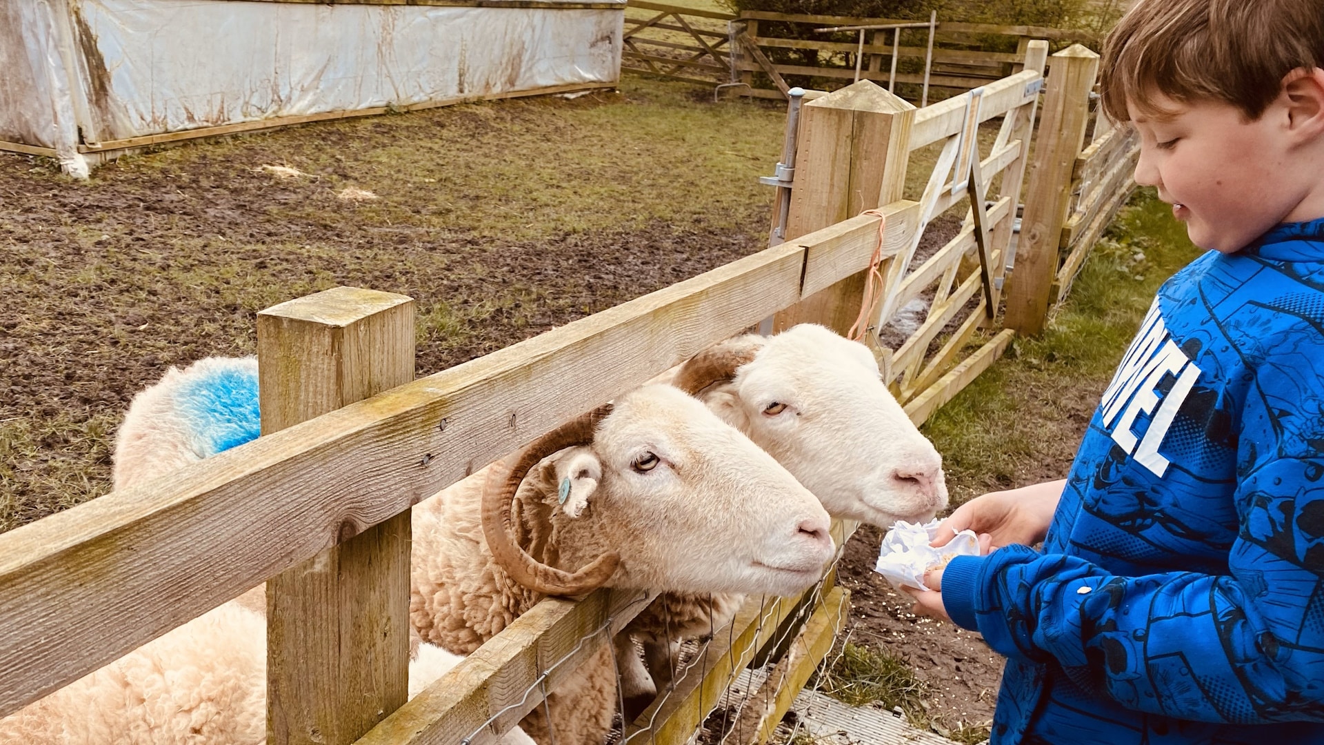 Newhan Grange Farm - Sheep Feeding