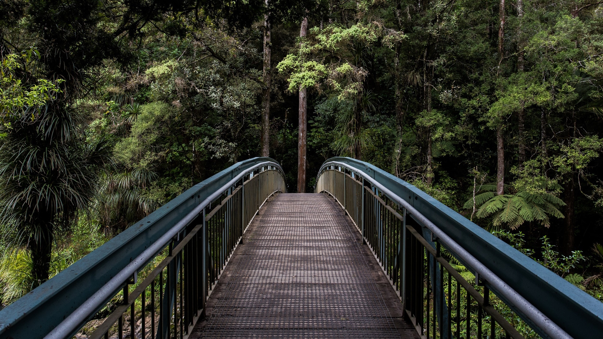 Whangārei Travel Tips - Canopy Bridge