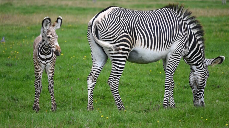 ZSL Whipsnade Zoo Zebra 768x432