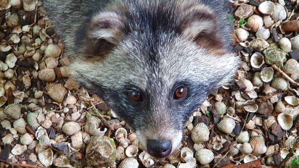 Ark Wildlife Park